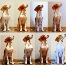 DogoJunior®