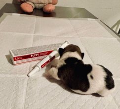 LactoAdapt PUPPY®