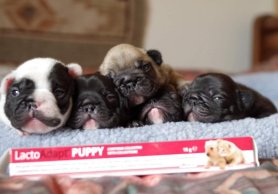 LactoAdapt PUPPY®