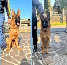DogoMaxy®