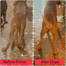 DogoMaxy®